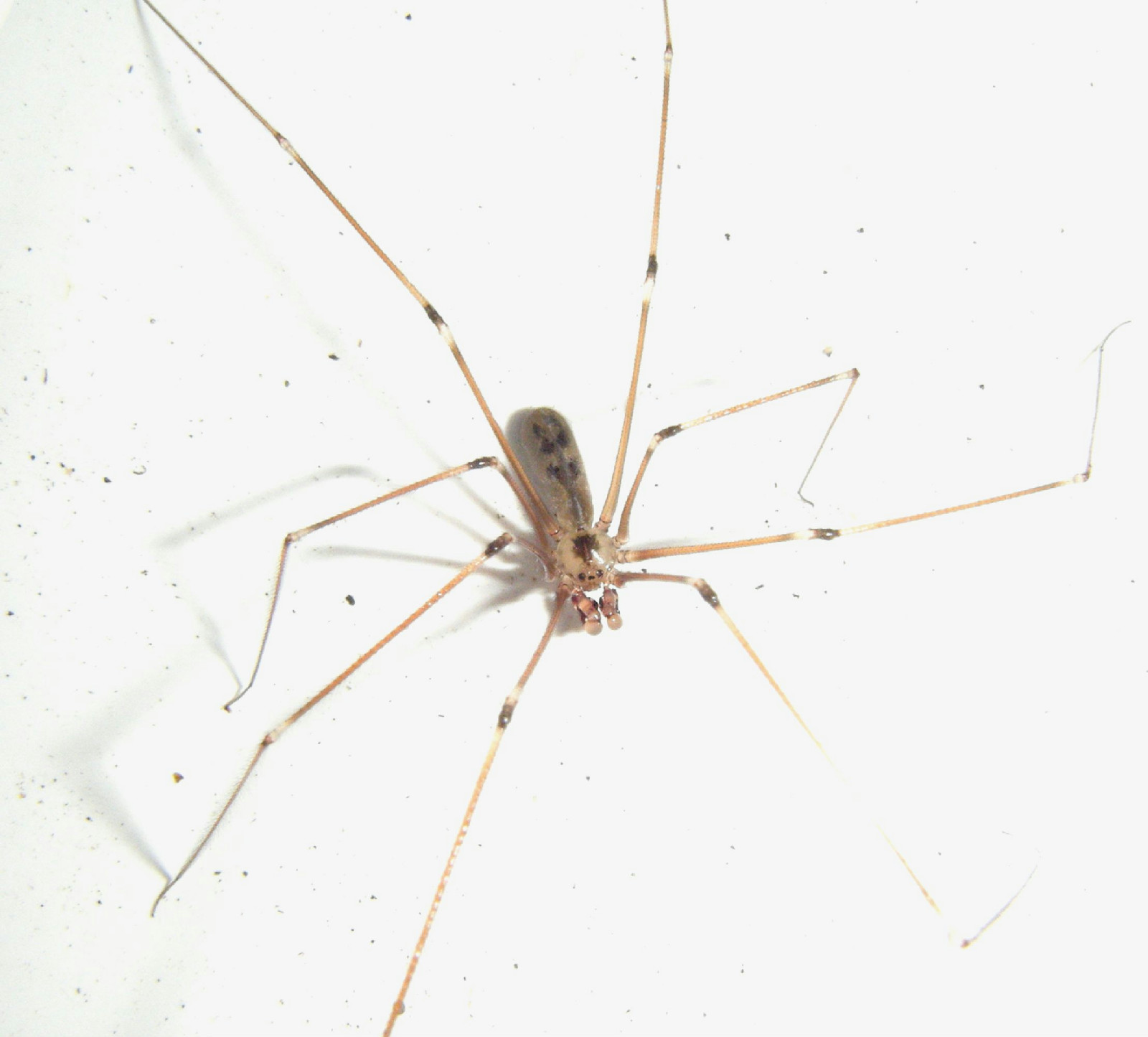 Learn Why Daddy Longlegs Are Good For Gardens