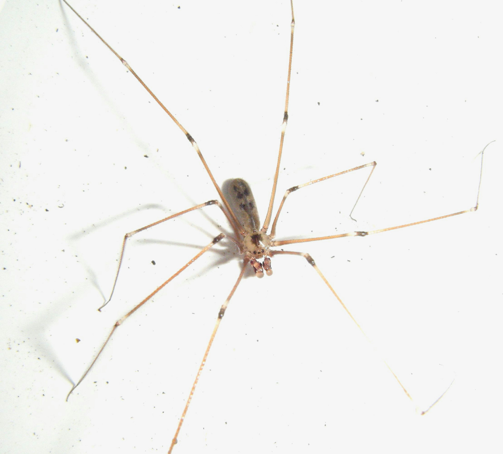 Female Daddy Long-legs Spider (Pholcus phalangioides) and eggs