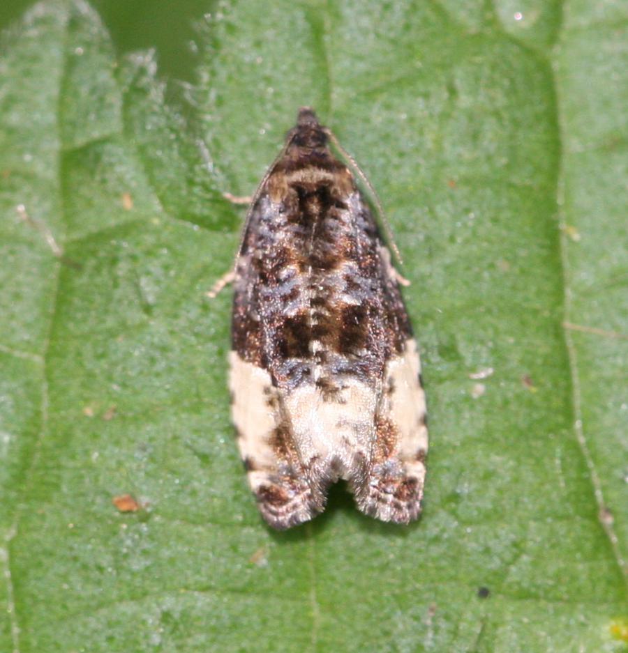 Plum Tortrix | NatureSpot