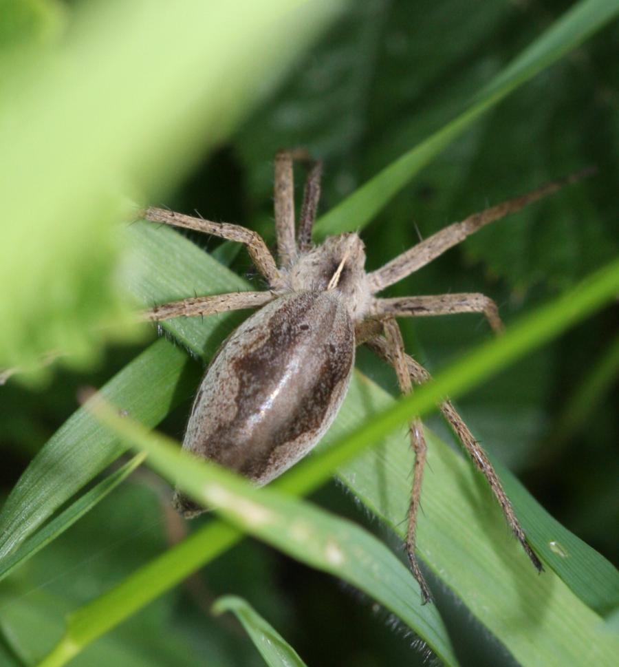 Nursery web spider  The Wildlife Trusts