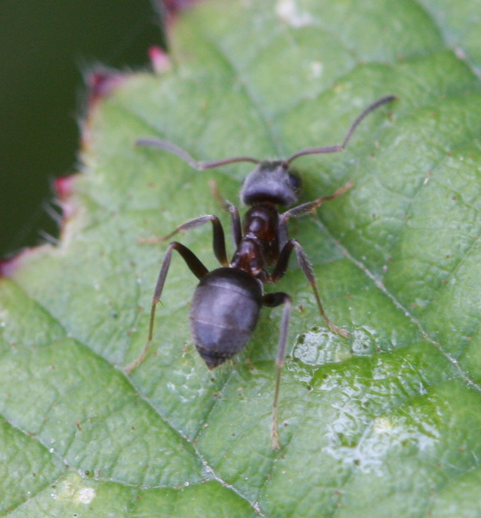 Small Black Ant | NatureSpot