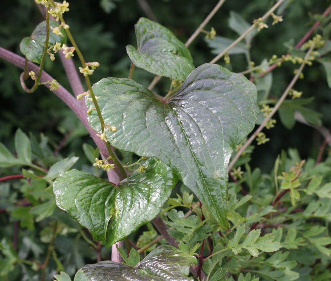 Black Bryony | NatureSpot