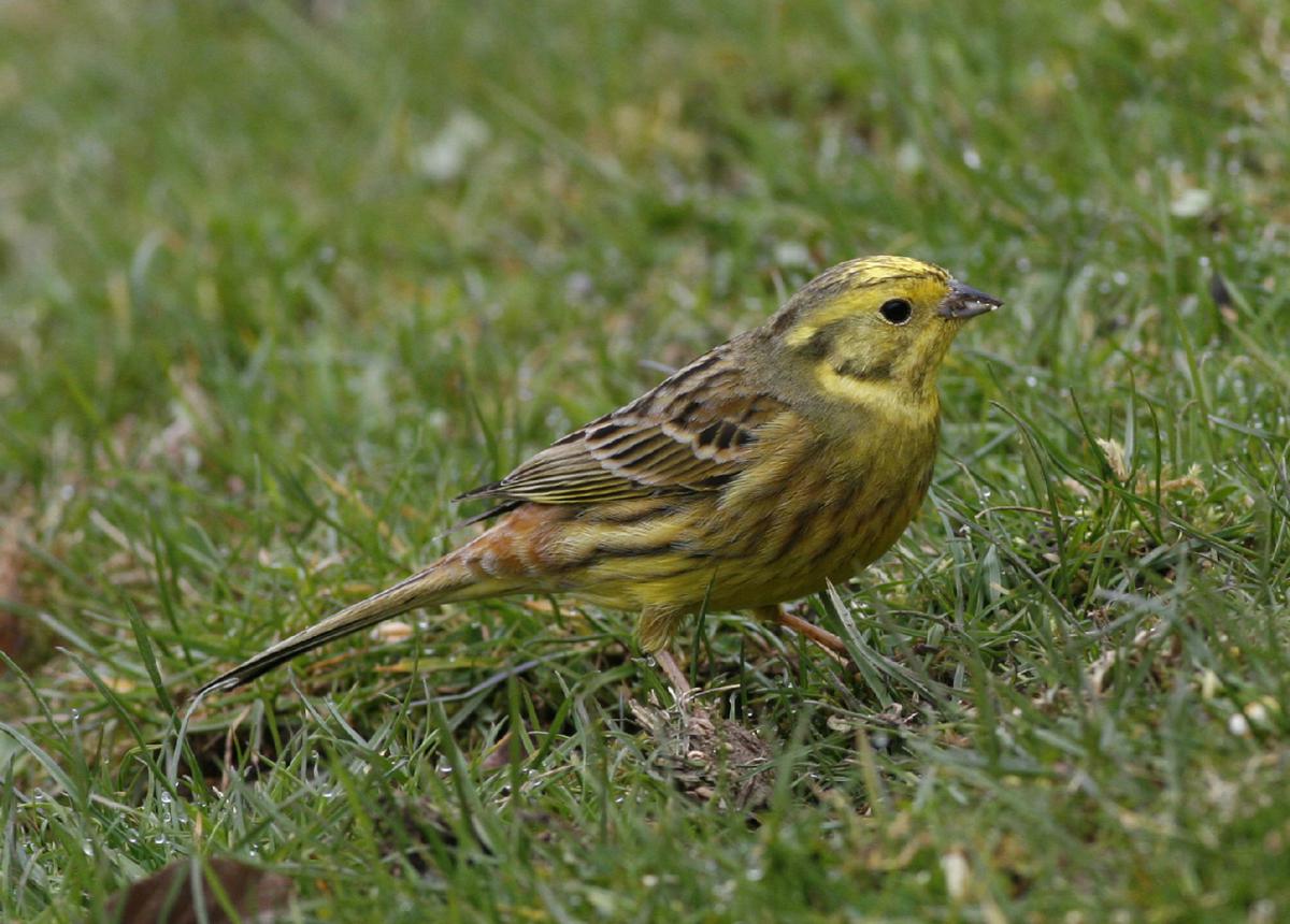 Yellowhammer | NatureSpot