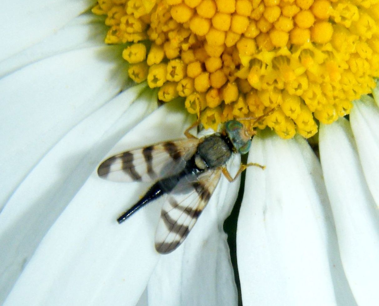 Urophora cuspidata NatureSpot
