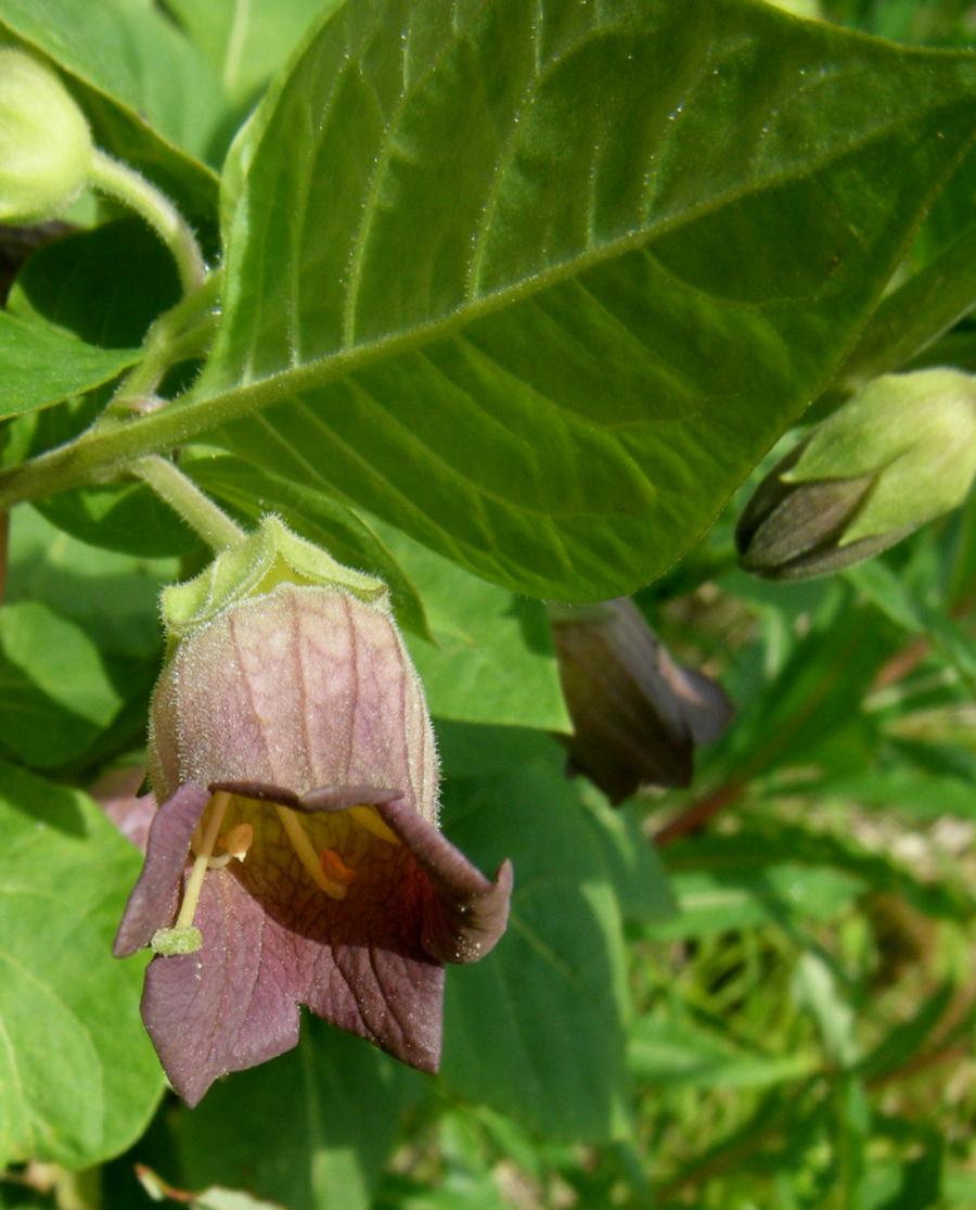 Deadly Nightshade | NatureSpot