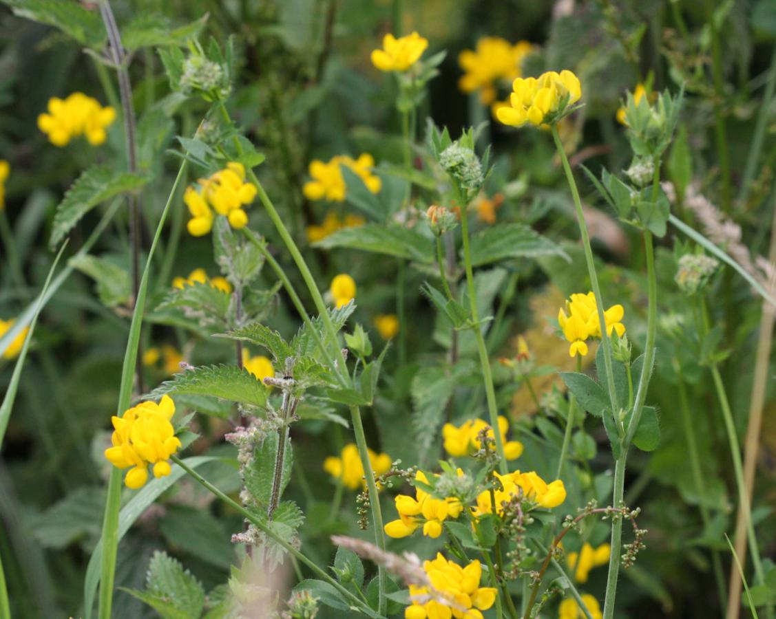 Greater Bird'sfoottrefoil NatureSpot