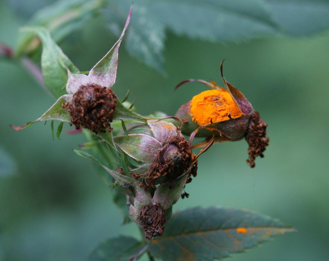 Rose Rust | NatureSpot