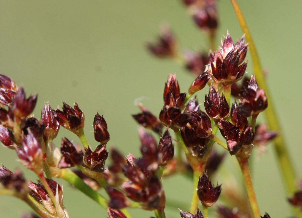 Jointed Rush NatureSpot