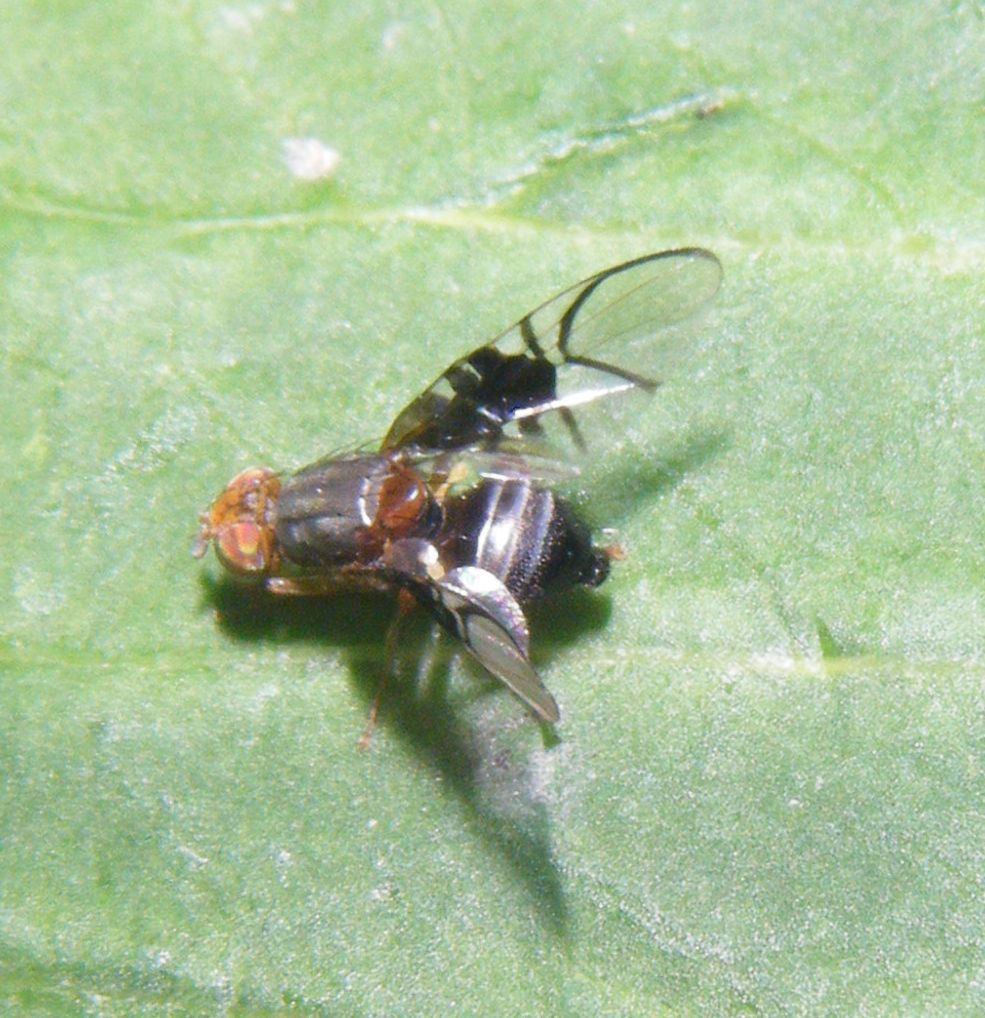 Anomoia purmunda NatureSpot