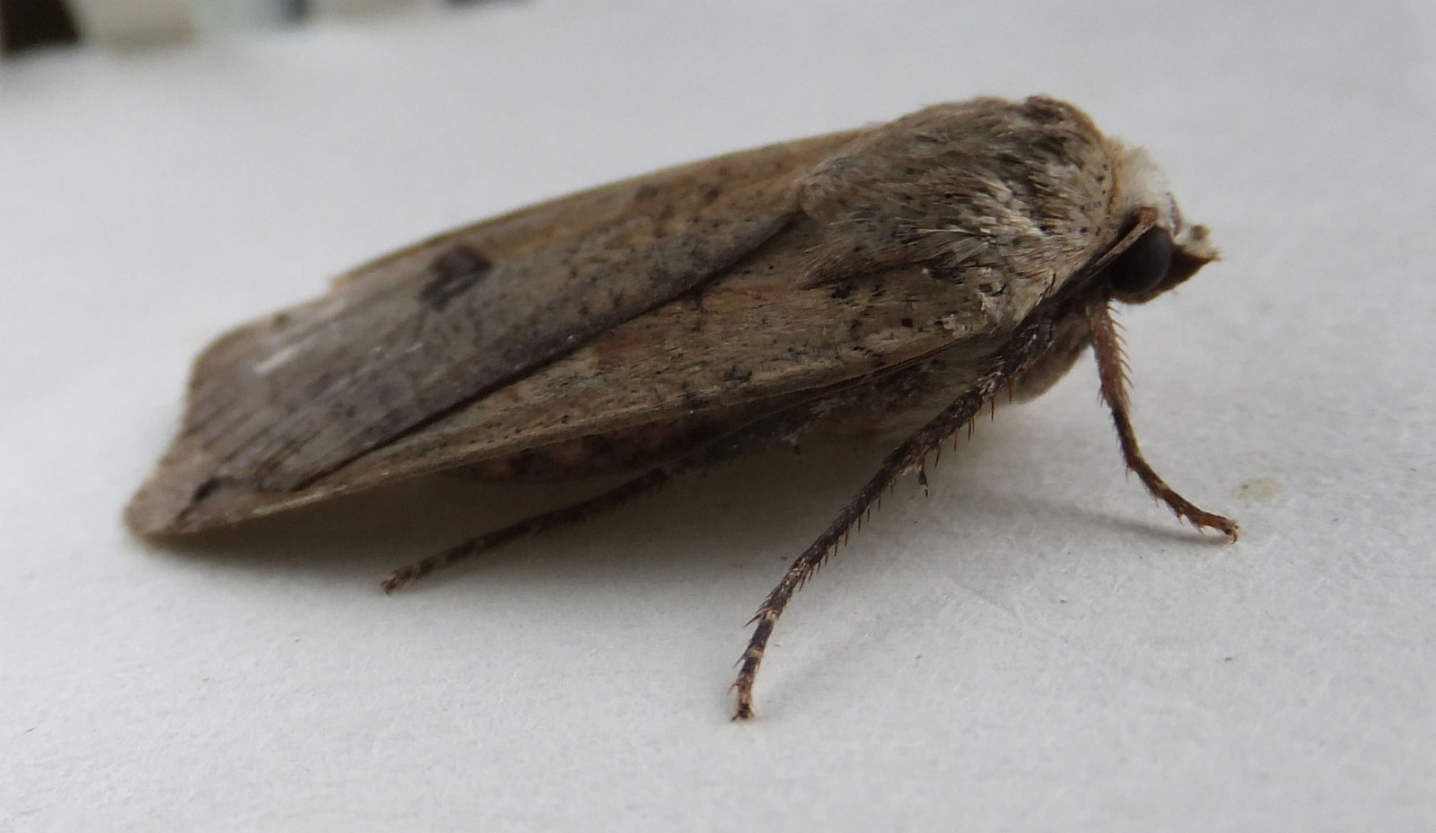 Lesser Yellow Underwing | NatureSpot