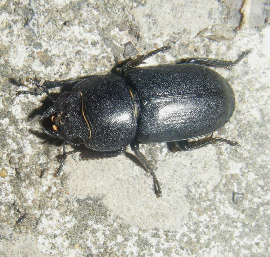 Lesser Stag Beetle 