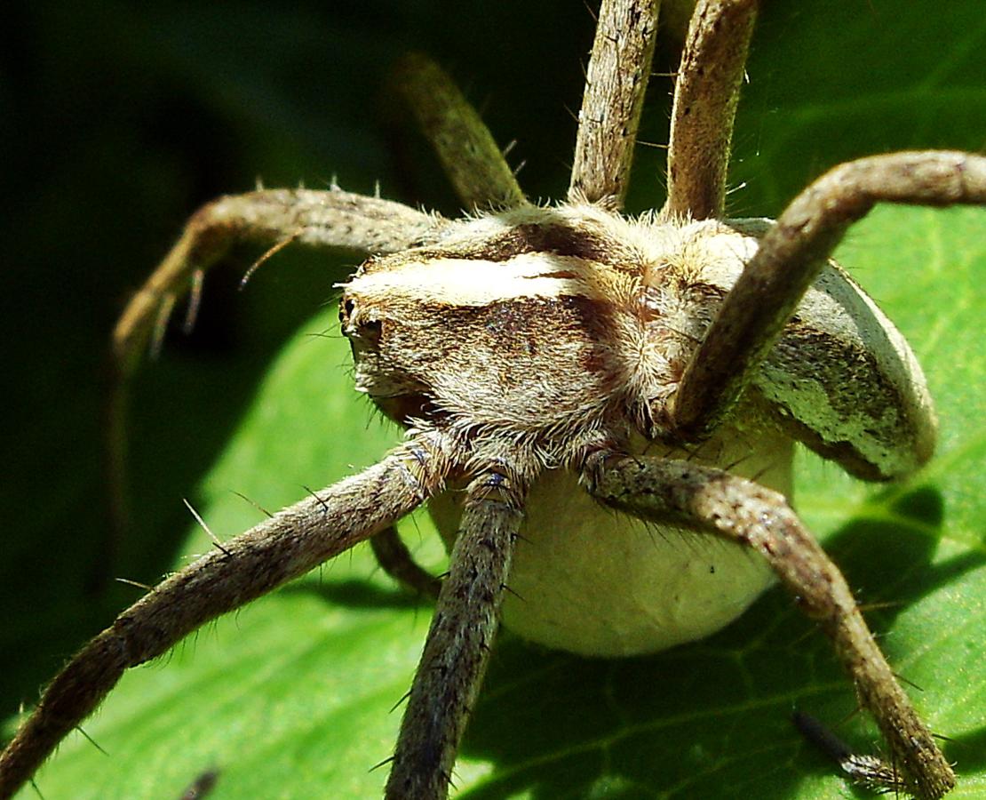 Nursery web spider  The Wildlife Trusts