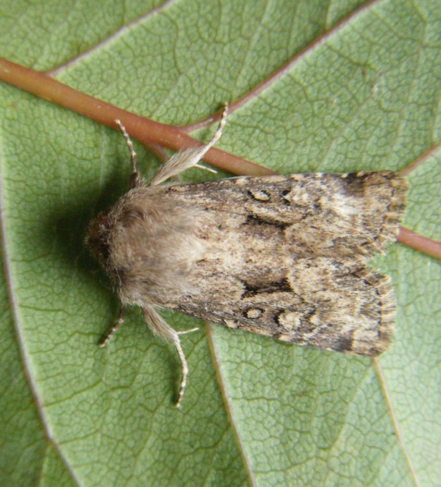 Flounced Rustic | NatureSpot