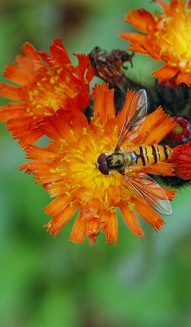 Marmalade Hoverfly NatureSpot