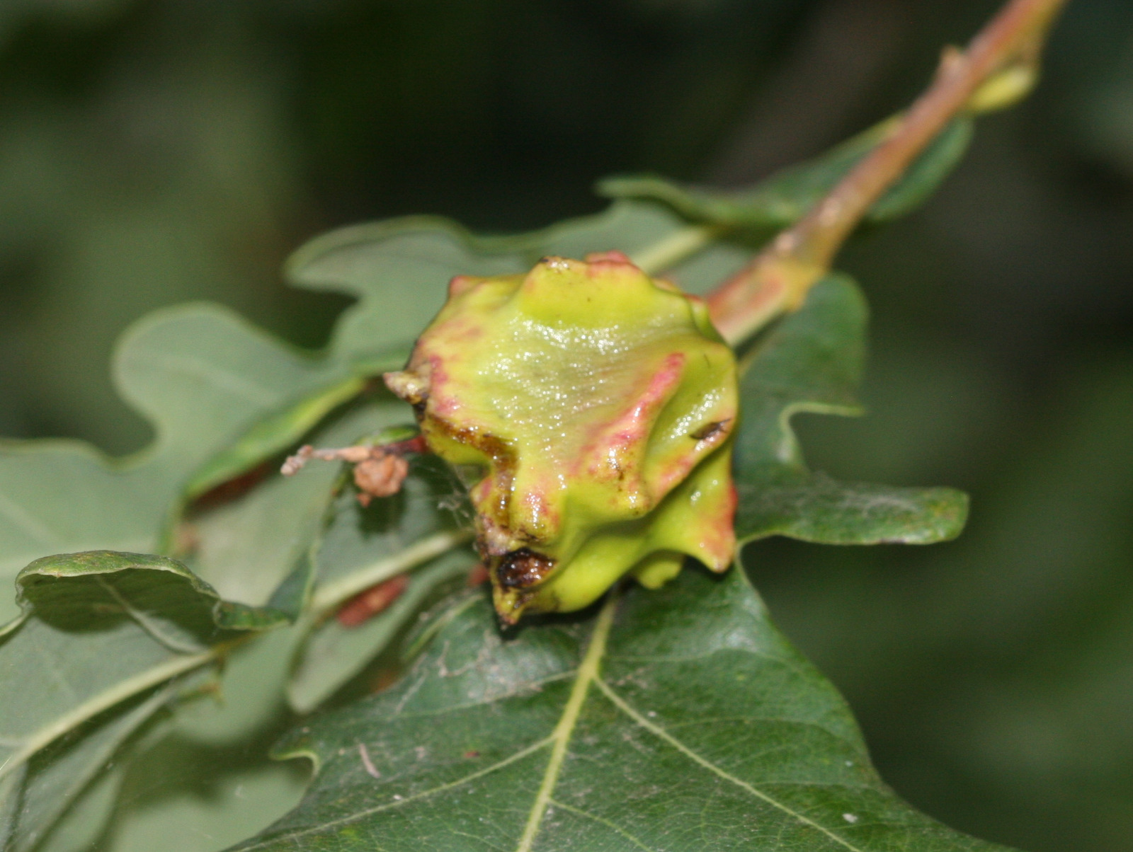 Knopper Oak Gall Wasp | NatureSpot