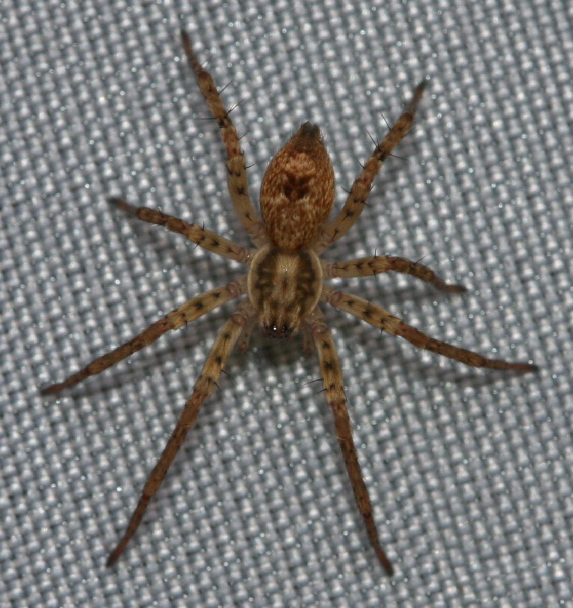 Buzzing Spider | NatureSpot