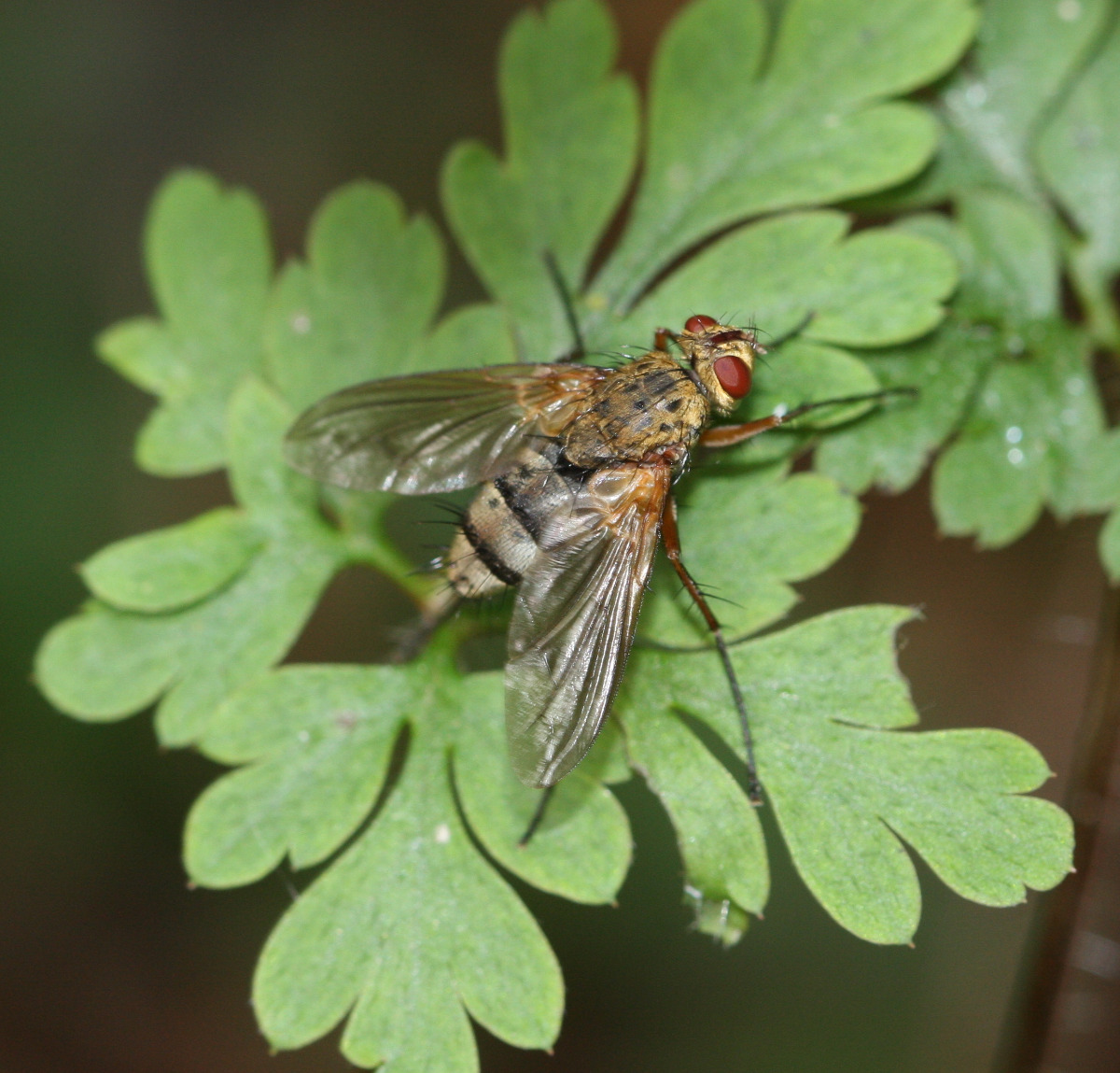 Dexiosoma Caninum NatureSpot Dexiosoma Caninum NatureSpot