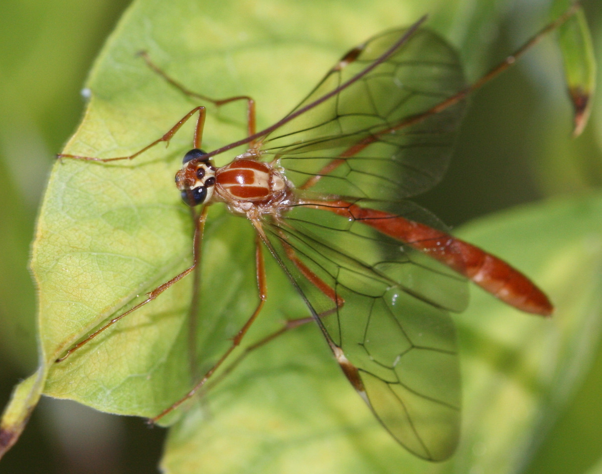 Ophion obscuratus agg. | NatureSpot