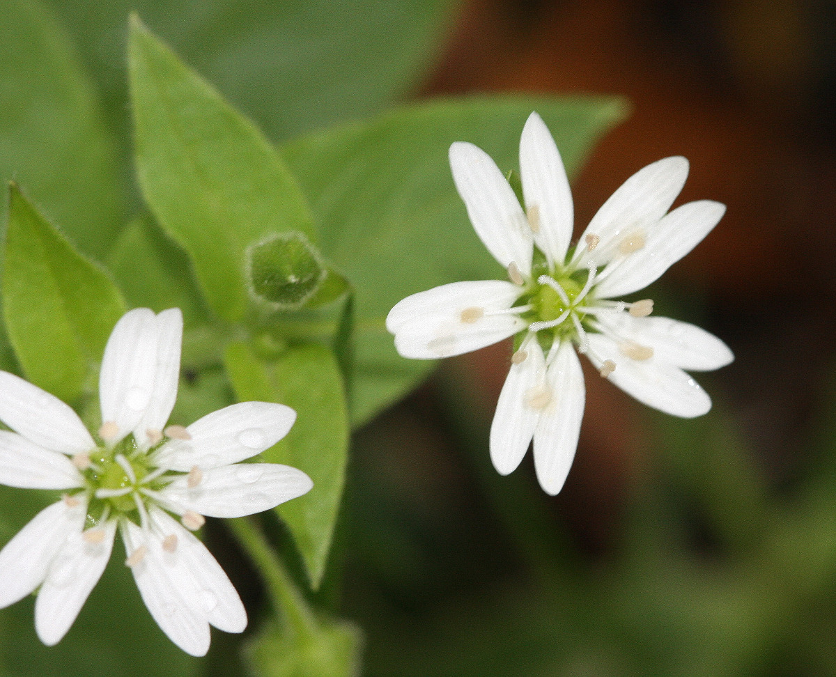 Water Chickweed | NatureSpot