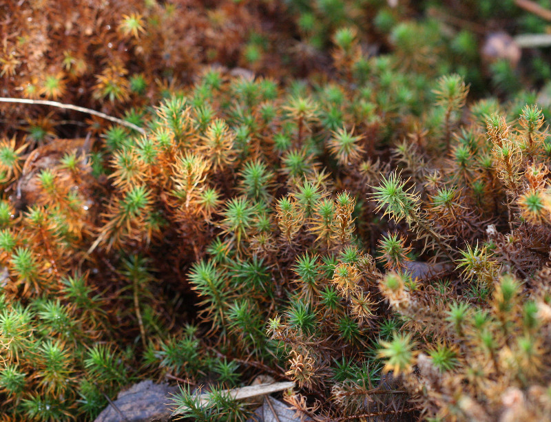 Common Haircap Moss | NatureSpot