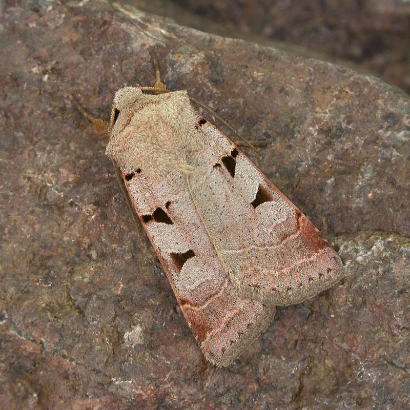 Autumnal Rustic | NatureSpot