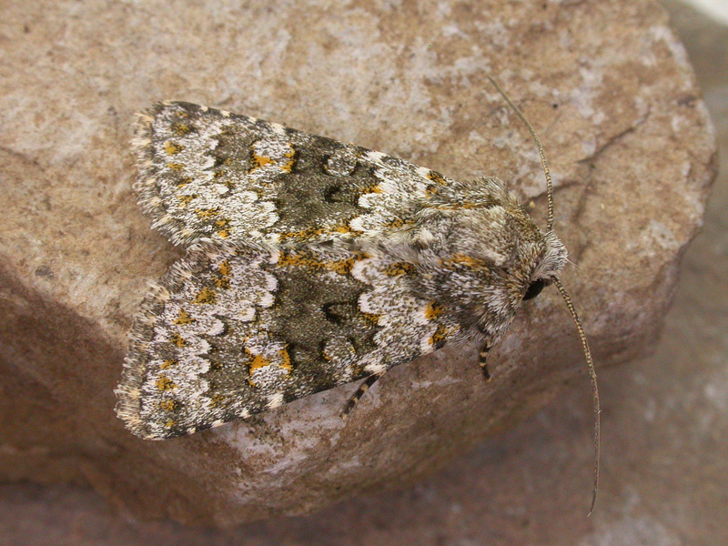 Small Ranunculus | NatureSpot