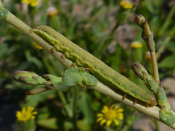 Small Ranunculus | NatureSpot