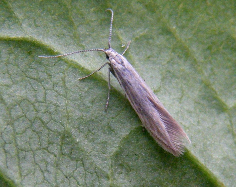 Coleophora striatipennella | NatureSpot