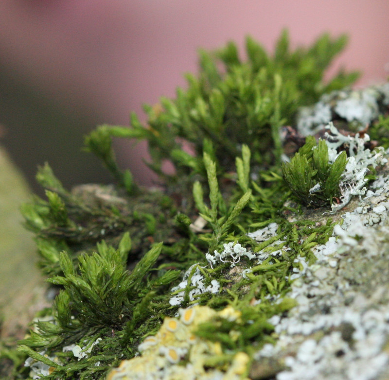 Wood Bristle-moss | NatureSpot