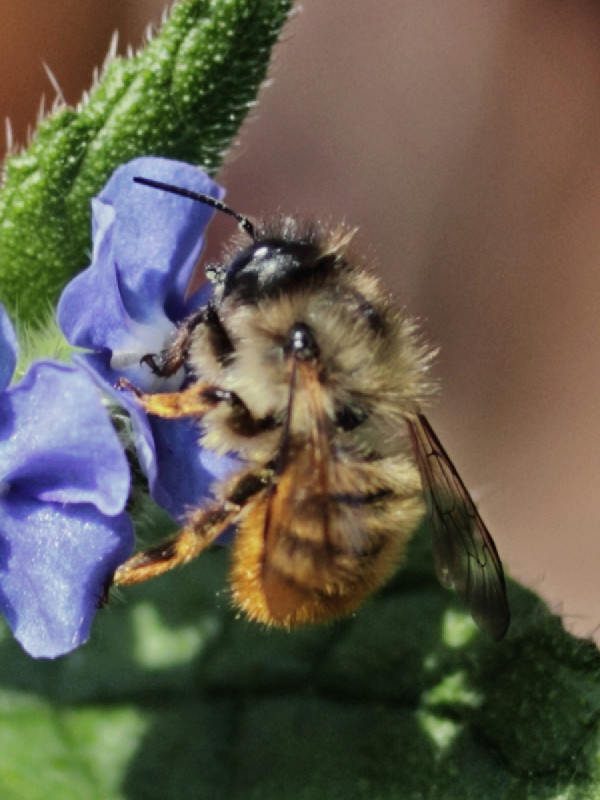 Red Mason Bee | NatureSpot