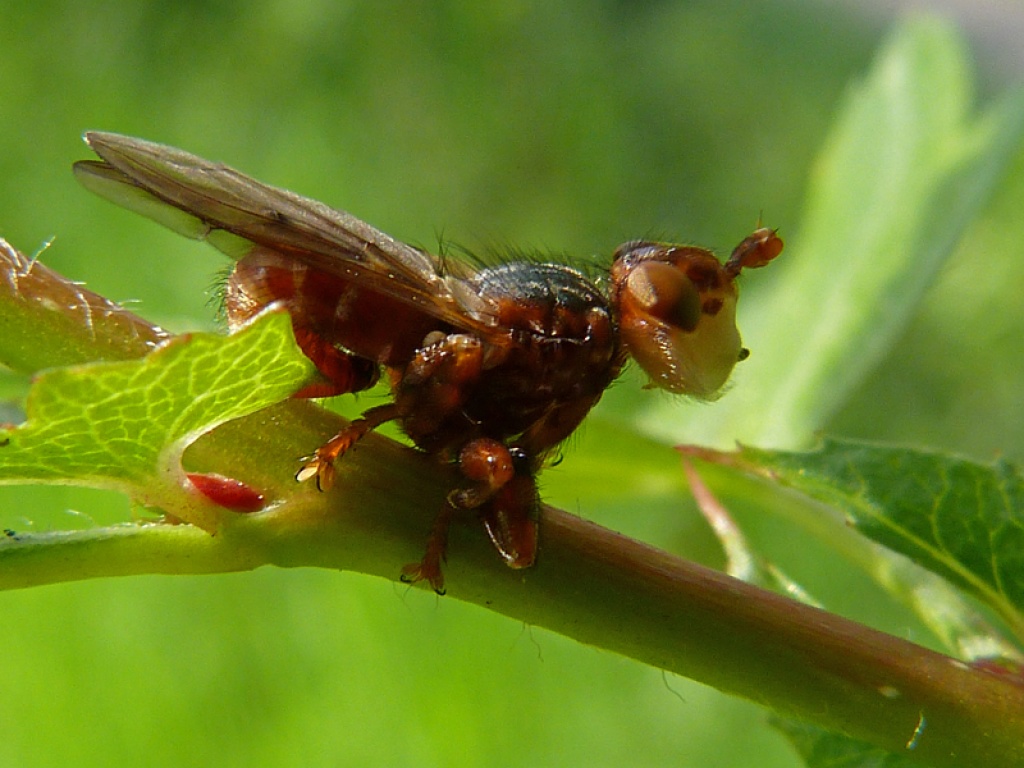 Myopa Testacea Naturespot