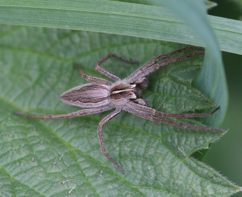 Nursery web spider  The Wildlife Trusts