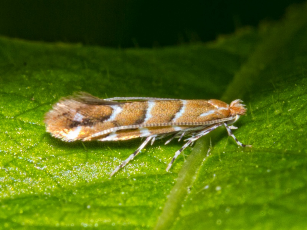 Horsechestnut Leafminer NatureSpot