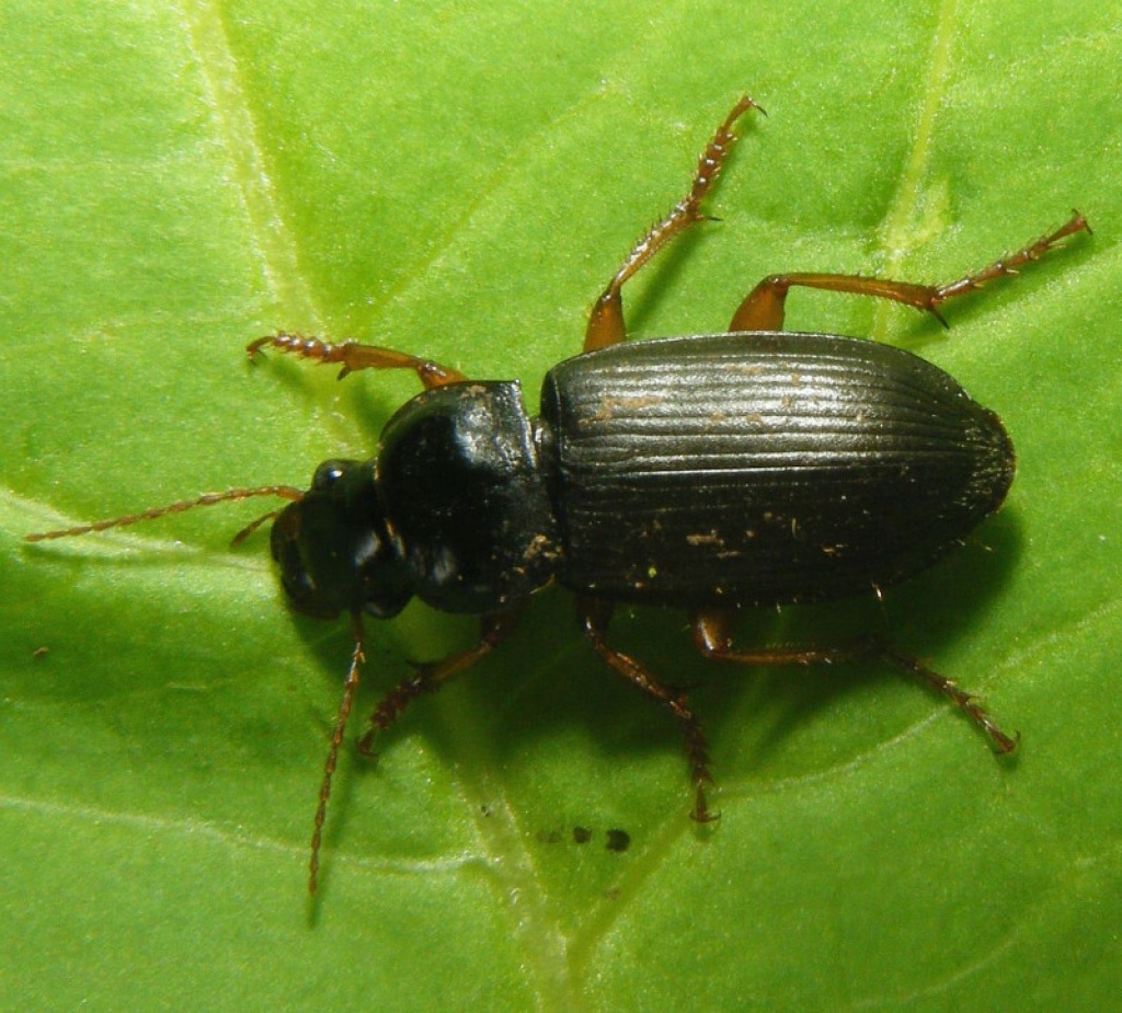 Strawberry Seed Beetle NatureSpot