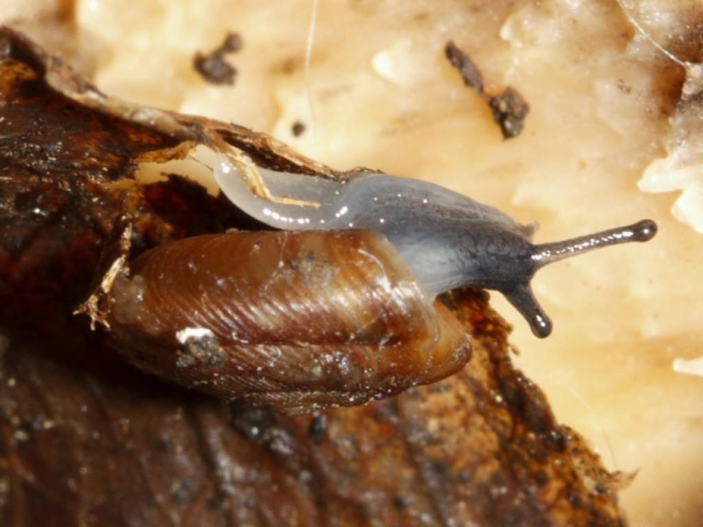 Discus Snail NatureSpot