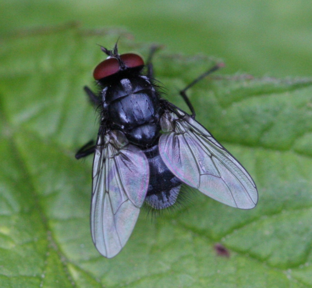 Polietes domitor | NatureSpot