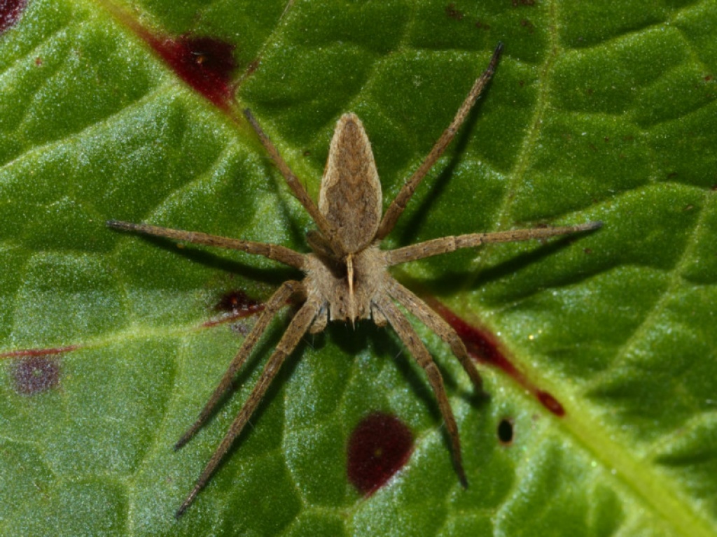 Nursery web spider  The Wildlife Trusts