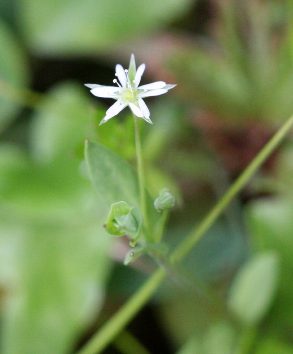 Bog Stitchwort 