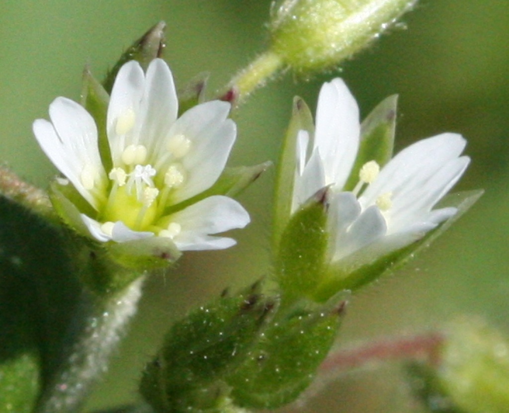 Common Mouse-ear | NatureSpot