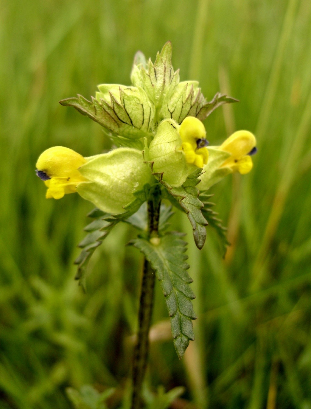 Yellow-rattle | NatureSpot