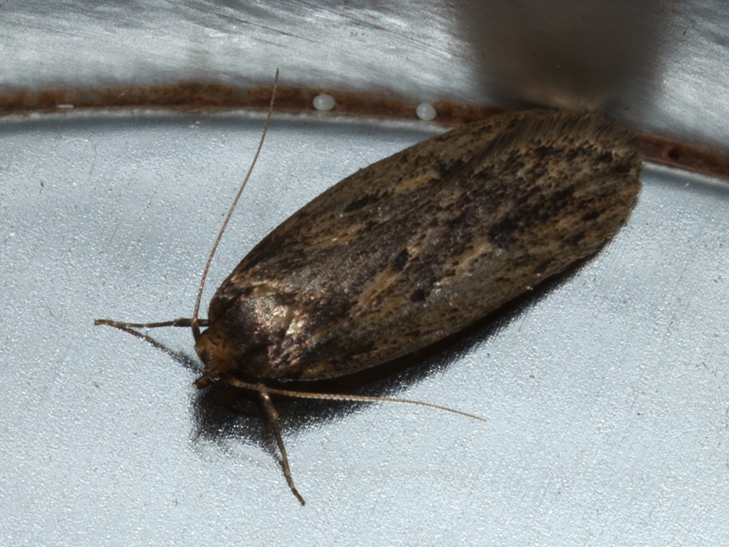 Brown House-moth | NatureSpot