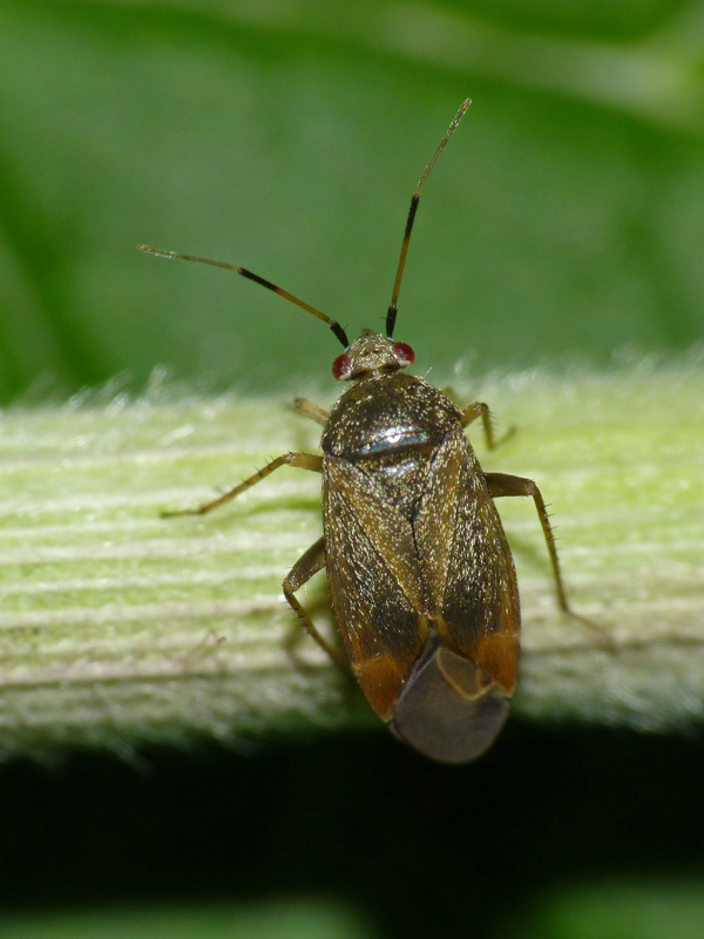 Psallus ambiguus | NatureSpot