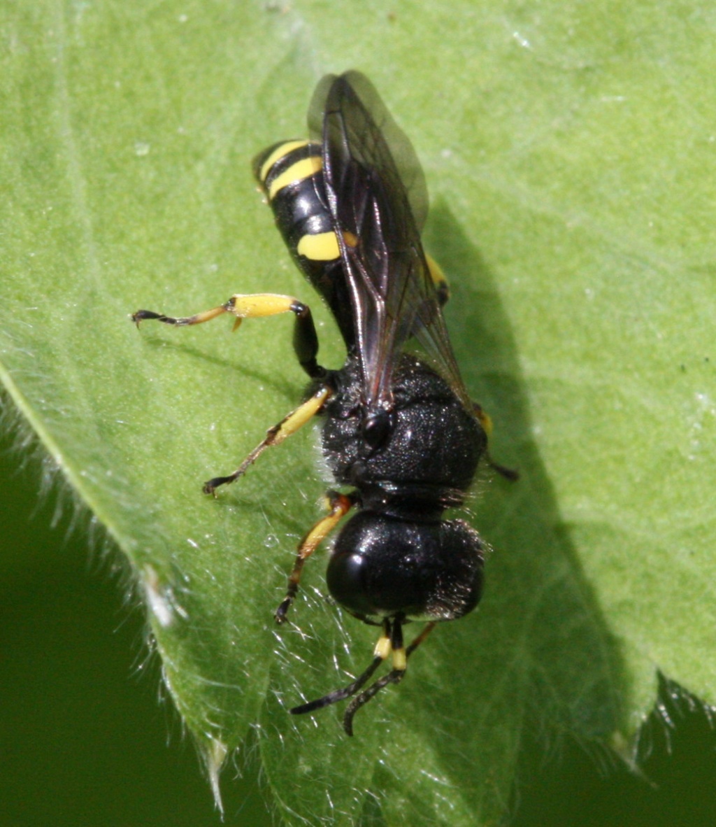 Ectemnius continuus | NatureSpot