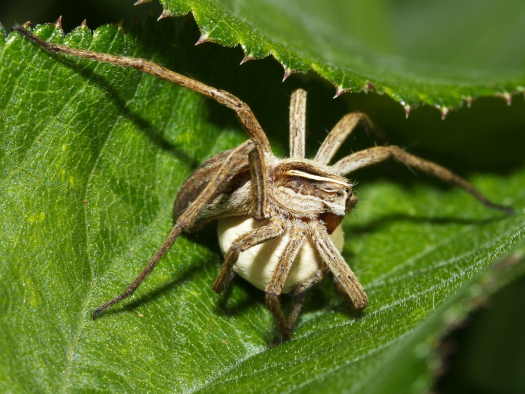 Nursery web spider  The Wildlife Trusts