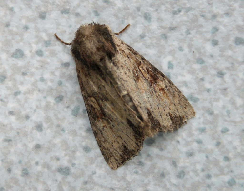 Clouded-bordered Brindle | NatureSpot