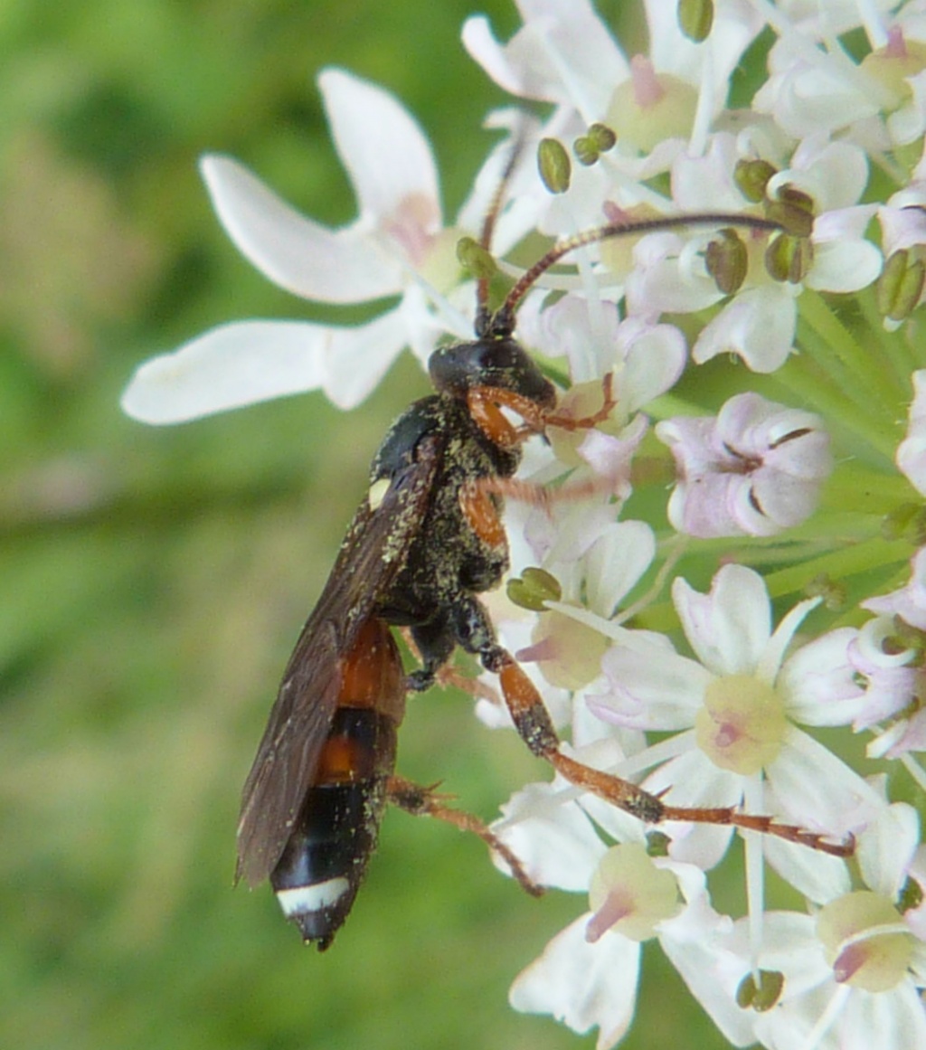 Ichneumon Sarcitorius NatureSpot