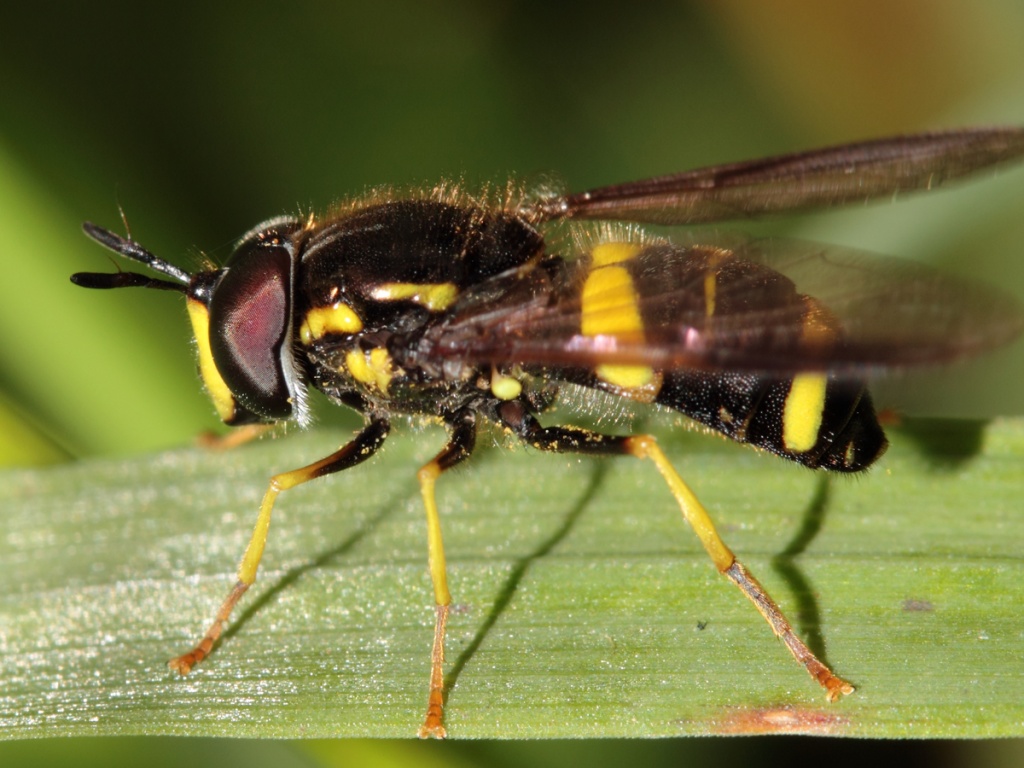 Chrysotoxum bicinctum | NatureSpot