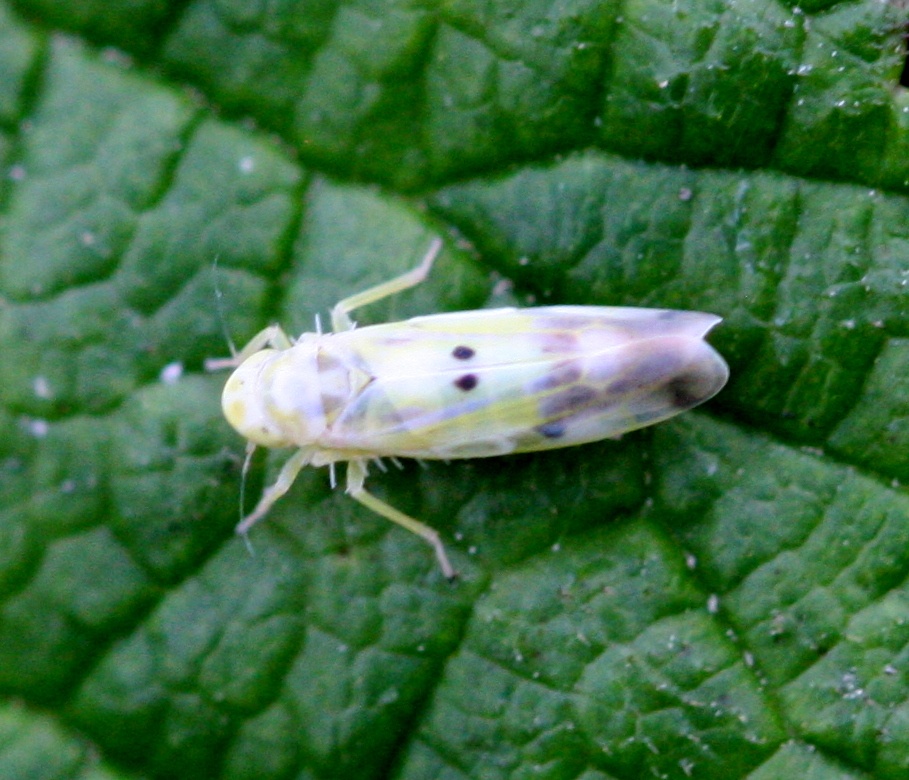 Eupteryx signatipennis | NatureSpot