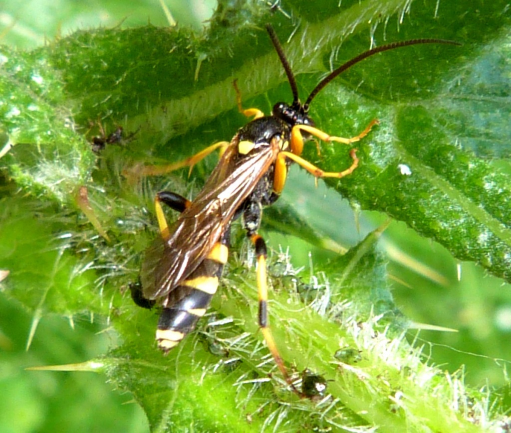 Ichneumon Sarcitorius NatureSpot