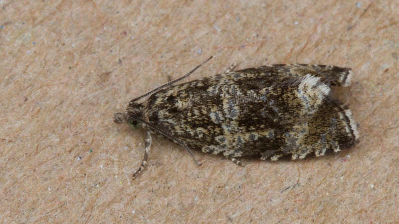 Celypha lacunana | NatureSpot